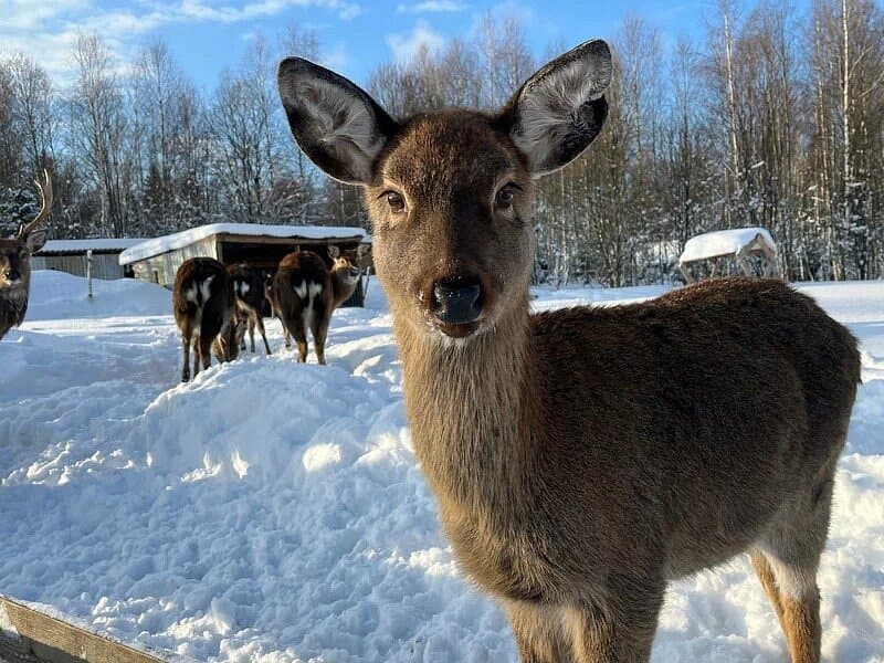 مزرعة الغزلان