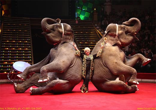 السيرك الروسي